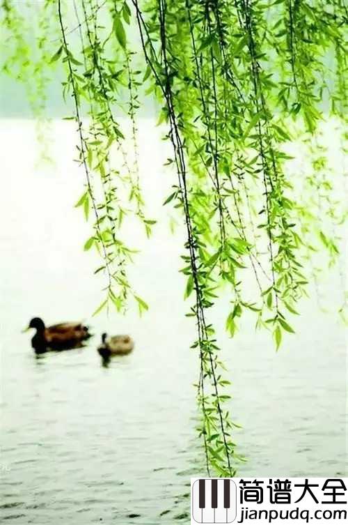 杨柳钢琴谱_林海_拂堤杨柳,醉春烟