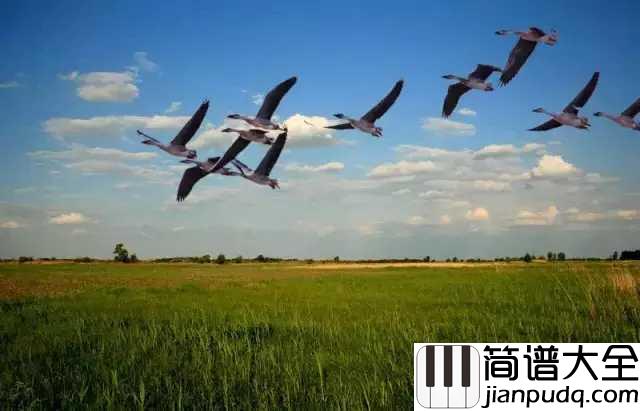 鸿雁简谱_降央卓玛_唱得深情悠远,令人遐想万千