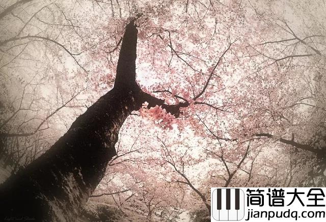 Sakura_Tears_樱花泪简谱_花开陌上新雨后,一壶清音煮青愁