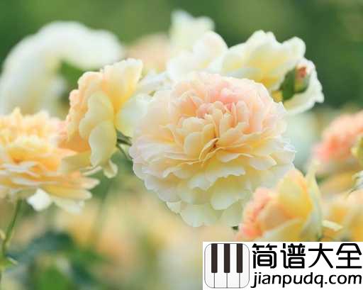 最牵挂的你简谱_风语_回忆往昔,我的身边没有你